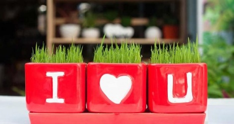 Ăn những loại quả này tuyệt đối đừng vứt hạt đi, làm theo cách này bạn sẽ vô cùng sửng sốt-8