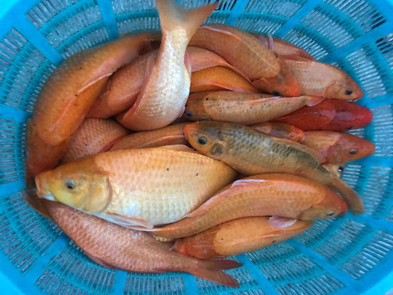 Khu dân cư đại gia: Mấy trăm triệu mua 2 tấn cá phóng sinh xuống hồ-4