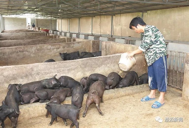 Chàng trai khuyết tật học ngành y nhưng về quê nuôi lợn, kiếm nửa tỷ/năm-2