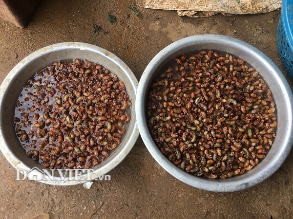 Con đặc sản inh tai nhức óc lại khiến cánh mày râu rớt nước miếng-1