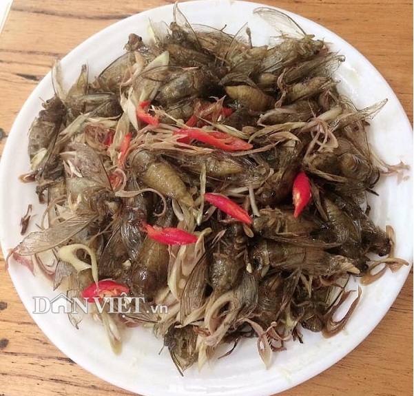 Con đặc sản inh tai nhức óc lại khiến cánh mày râu rớt nước miếng-3