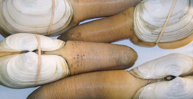 Ố vòi voi 10 triệu đồng/con khiến khách nhìn ngượng chín mặt nhưng vẫn vung tiền mua-2