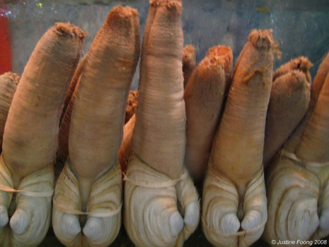 Ố vòi voi 10 triệu đồng/con khiến khách nhìn ngượng chín mặt nhưng vẫn vung tiền mua-6