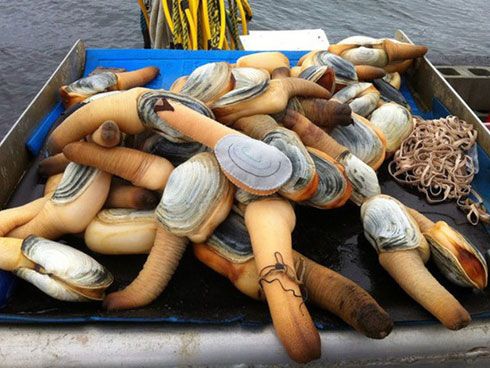 Nhìn vẻ ngoài khá kinh hãi, sản phẩm này vẫn được người Việt săn lùng-3