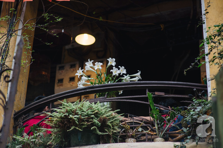 Tháng 4 về, Hà Nội lại dịu dàng những gánh loa kèn trắng tinh khôi, thơm nồng nàn khắp các góc phố-1