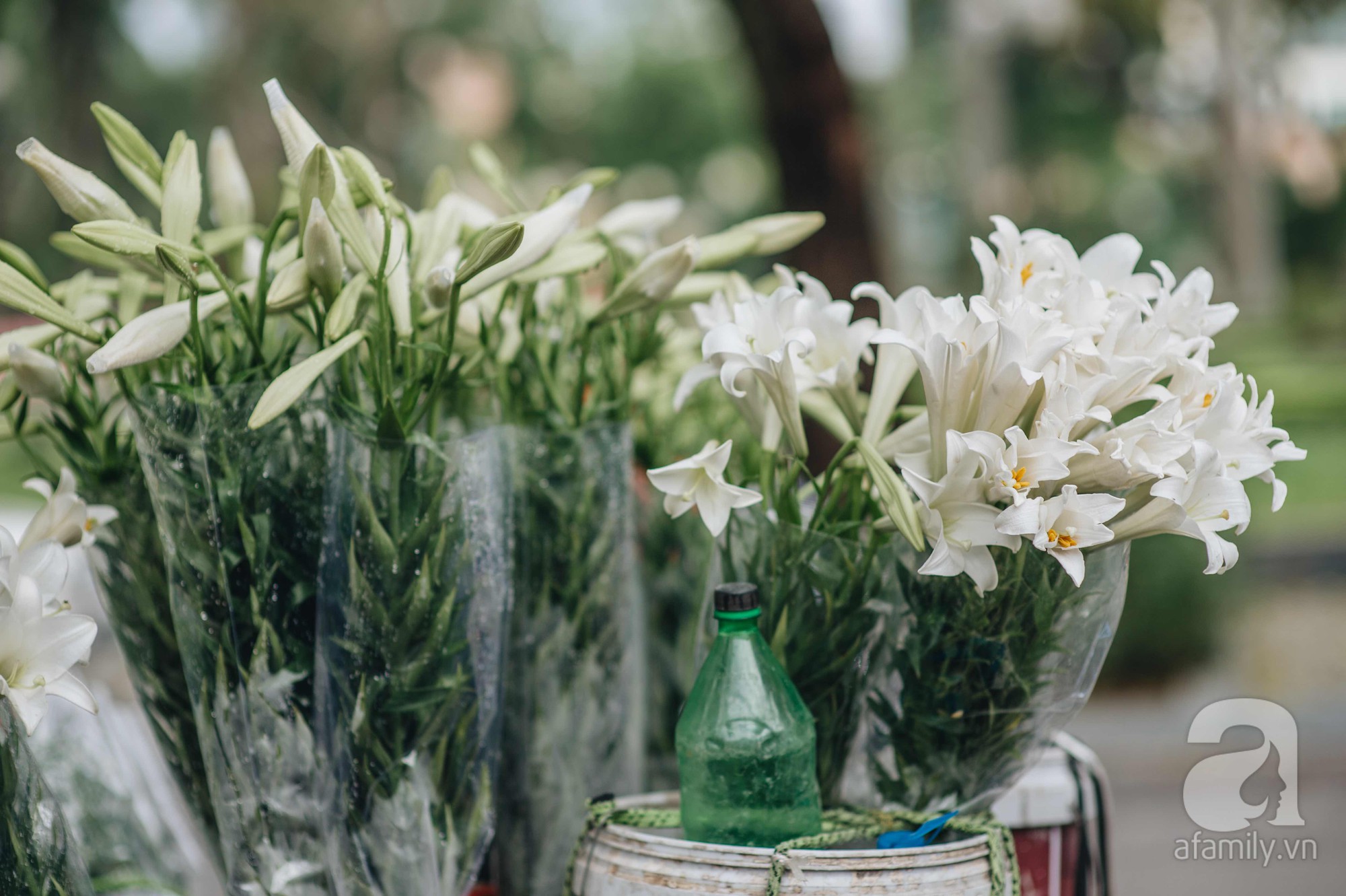 Tháng 4 về, Hà Nội lại dịu dàng những gánh loa kèn trắng tinh khôi, thơm nồng nàn khắp các góc phố-5