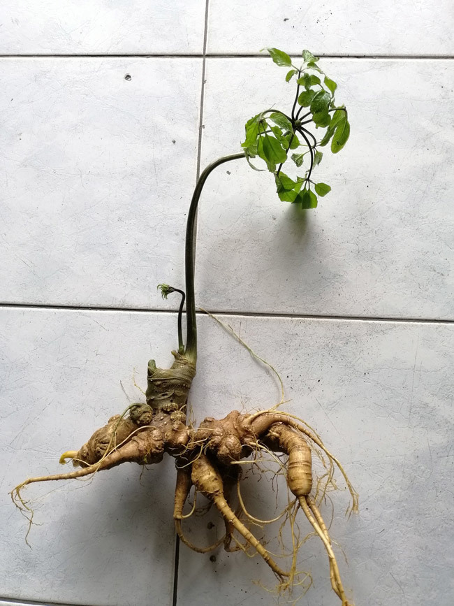 Đại gia chi tiền mua củ sâm Ngọc Linh 25 năm tuổi, giá 500 triệu đồng-1