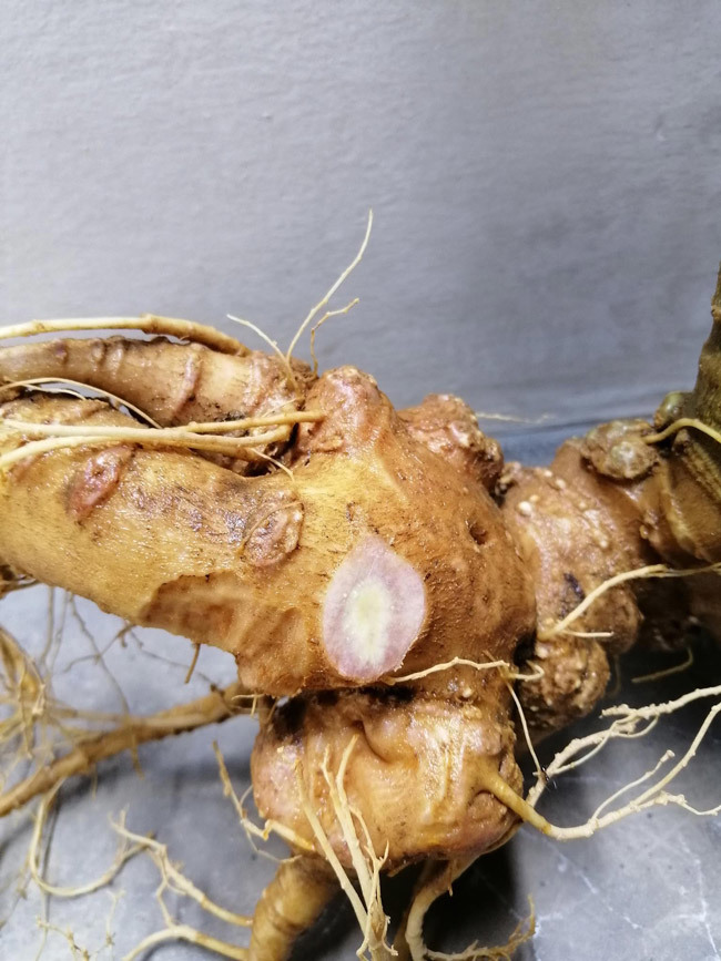 Đại gia chi tiền mua củ sâm Ngọc Linh 25 năm tuổi, giá 500 triệu đồng-10