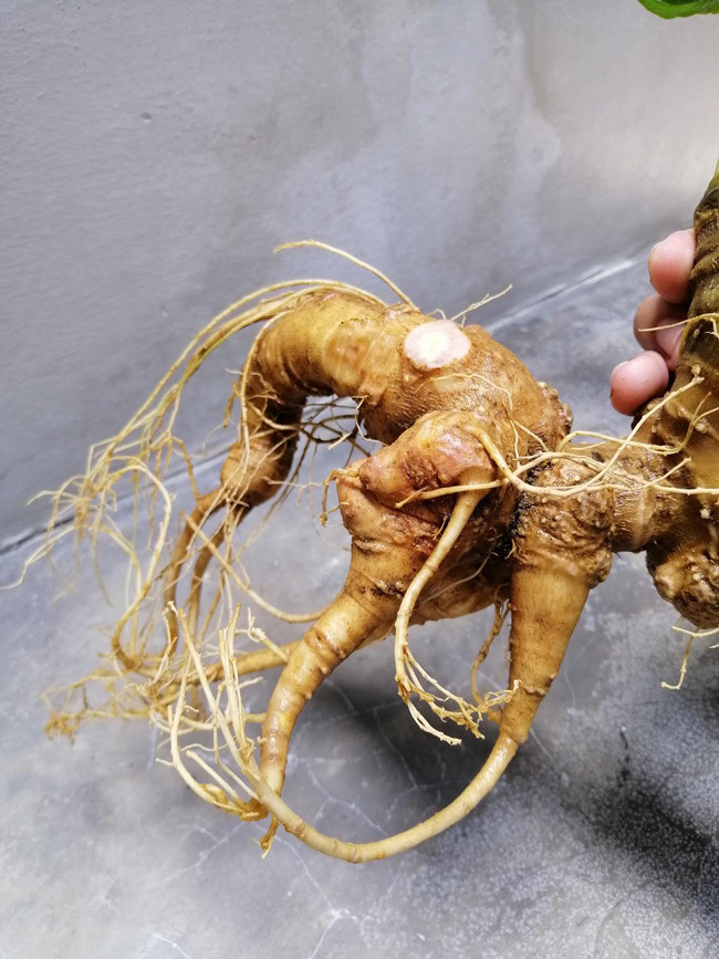 Đại gia chi tiền mua củ sâm Ngọc Linh 25 năm tuổi, giá 500 triệu đồng-2