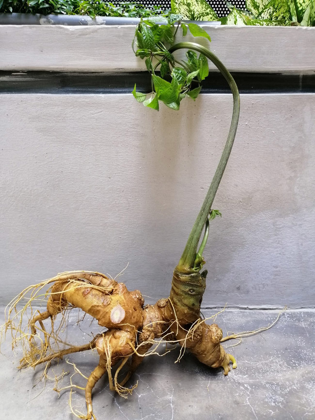 Đại gia chi tiền mua củ sâm Ngọc Linh 25 năm tuổi, giá 500 triệu đồng-4