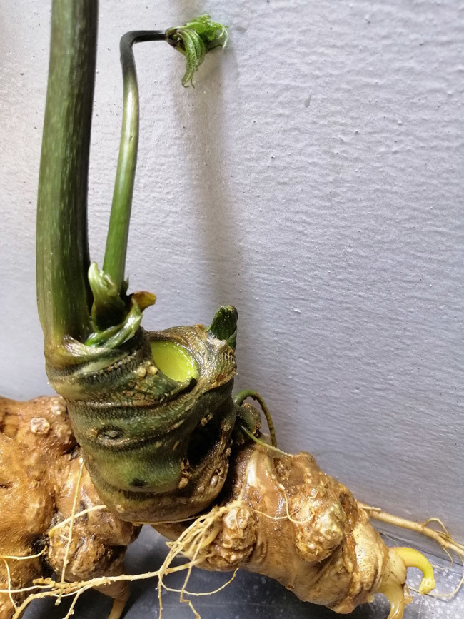 Đại gia chi tiền mua củ sâm Ngọc Linh 25 năm tuổi, giá 500 triệu đồng-6