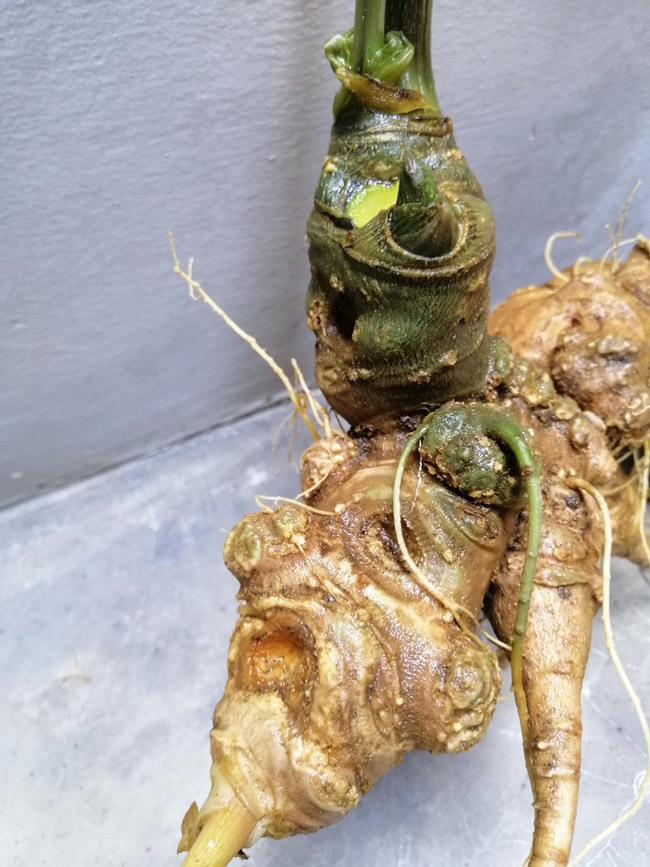 Đại gia chi tiền mua củ sâm Ngọc Linh 25 năm tuổi, giá 500 triệu đồng-7