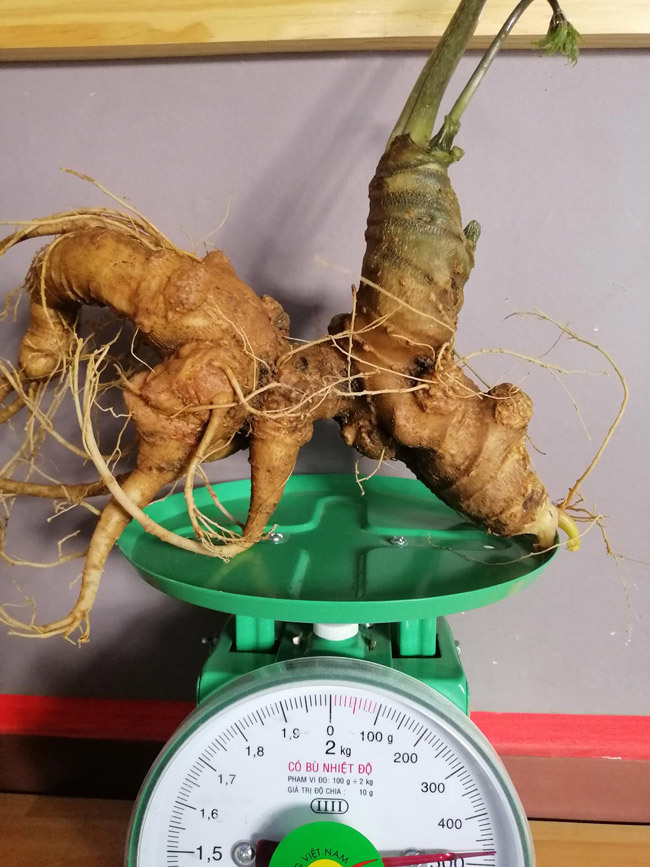 Đại gia chi tiền mua củ sâm Ngọc Linh 25 năm tuổi, giá 500 triệu đồng-13