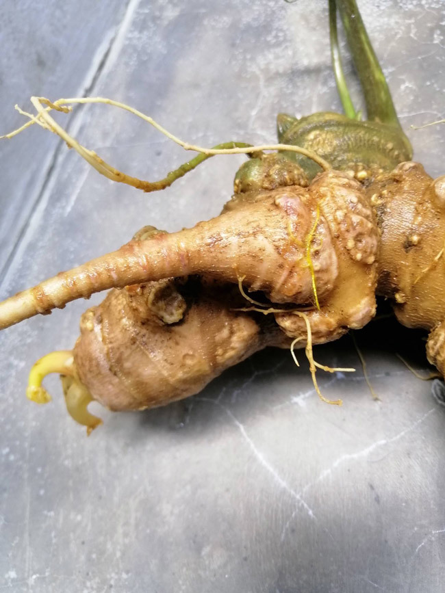 Đại gia chi tiền mua củ sâm Ngọc Linh 25 năm tuổi, giá 500 triệu đồng-14