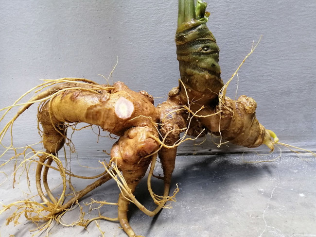 Đại gia chi tiền mua củ sâm Ngọc Linh 25 năm tuổi, giá 500 triệu đồng-15