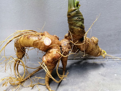 Đắt gấp đôi hàng ngoại, mận Việt chua chát 300 ngàn/kg cháy hàng-3