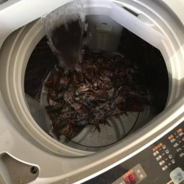 Hí hửng mua 10kg tôm hùm, vợ đảm giúp chồng rửa tôm bằng máy giặt và cái kết cay đắng khiến chồng khóc không dám khóc, giận không dám giận-1