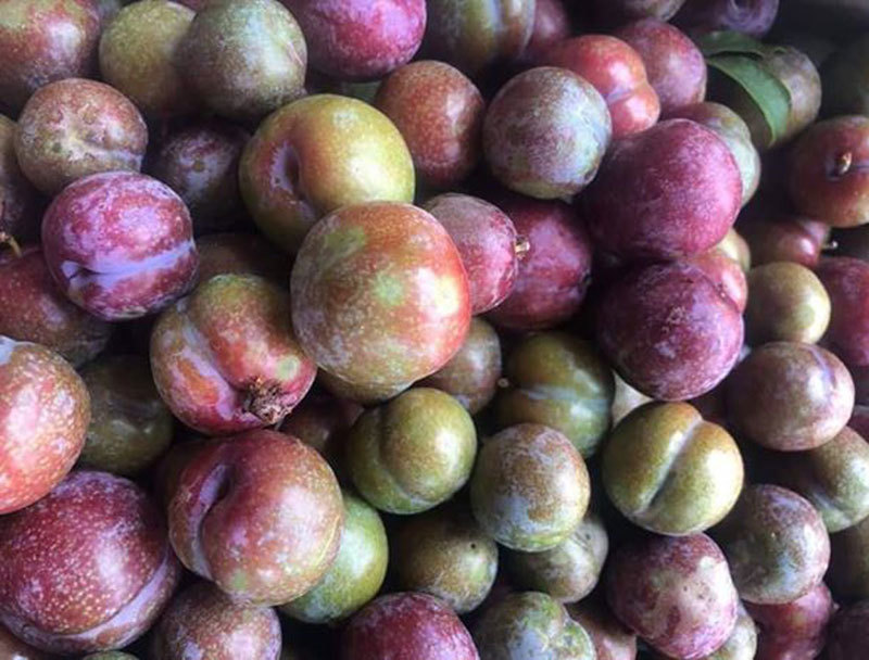 Đắt gấp đôi hàng ngoại, mận Việt chua chát 300 ngàn/kg cháy hàng-2