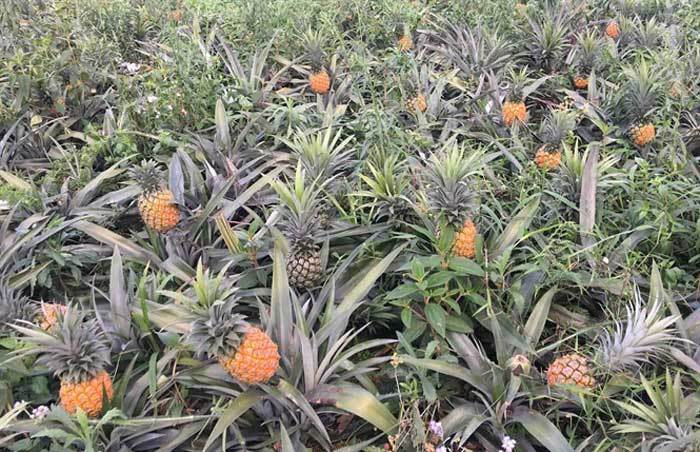 Trung Quốc bất ngờ cắt cầu: Bà con Lào Cai buồn não ruột-1