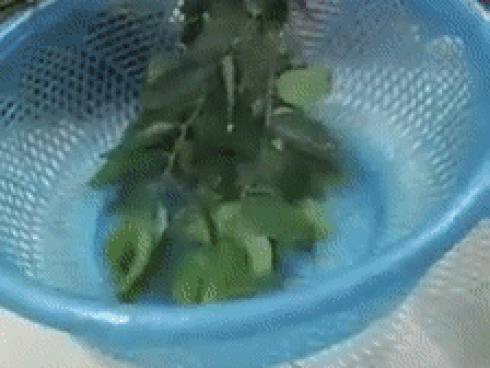 Đừng tưởng cứ rau ngót là lành, thấy điểm này là 99% mới bị phun thuốc, thèm mấy cũng chớ dại mà ăn-3