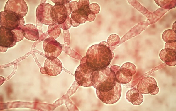 Cảnh báo: Siêu vi khuẩn nấm gây chết người đang lan truyền chóng mặt khắp toàn cầu-1