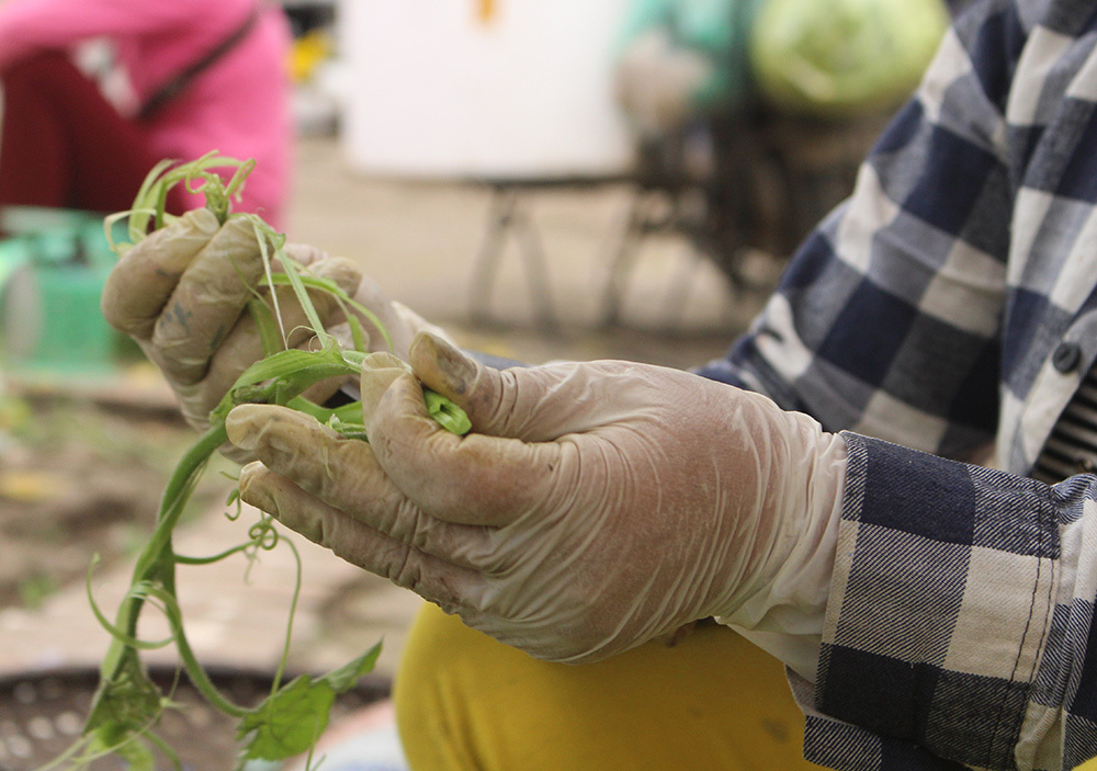 Cặp vợ chồng 20 năm giữa đảo hoang, mỗi ngày 2 tạ rau bí bán khắp Hà Nội-2