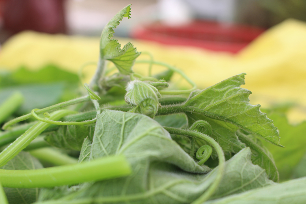 Cặp vợ chồng 20 năm giữa đảo hoang, mỗi ngày 2 tạ rau bí bán khắp Hà Nội-3