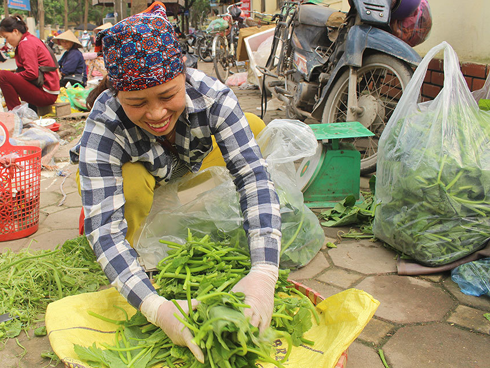 Dậy từ 2 giờ hái rau bí, bà trùm kiếm tiền triệu nơi bãi giữa sông Hồng-8