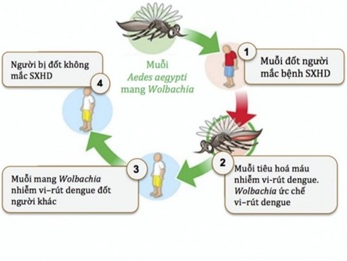 Cả nước đã ghi nhận hơn 47.000 trường hợp mắc sốt xuất huyết: Cẩn trọng với 2 con đường lây bệnh này