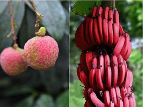 4 loại quả đắt nhất thế giới, giá bằng 1 chiếc Mercedes-Benz-5