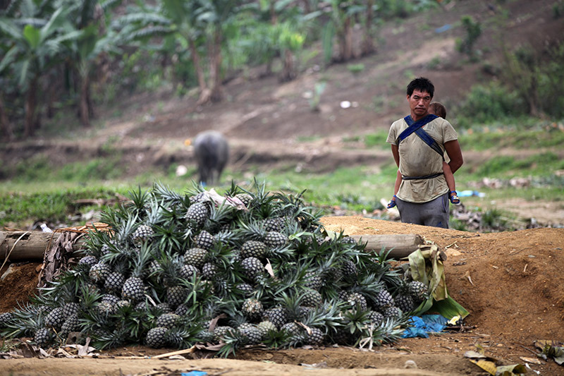 Trung Quốc đột nhiên cắt cầu: Thảm cảnh đổ bỏ cả xe tải dứa cho bò ăn-1