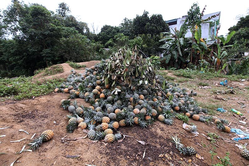 Trung Quốc đột nhiên cắt cầu: Thảm cảnh đổ bỏ cả xe tải dứa cho bò ăn-2