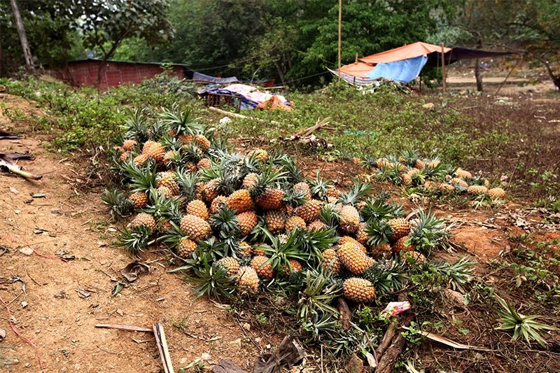 Trung Quốc đột nhiên cắt cầu: Thảm cảnh đổ bỏ cả xe tải dứa cho bò ăn-3