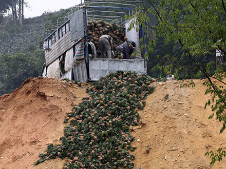 Trung Quốc đột nhiên cắt cầu: Thảm cảnh đổ bỏ cả xe tải dứa cho bò ăn