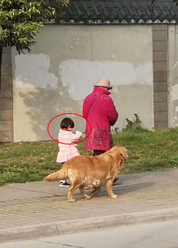 Nhìn xa tưởng cảnh bà cháu dắt chó đi dạo, nào ngờ đến gần dân tình lại được phen cười bò khi phát hiện sự thật-3