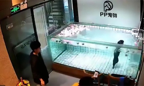 Trung Quốc: Chủ thả chó cưng vào bể nước đến chết đuối để quay phim gây phẫn nộ-1