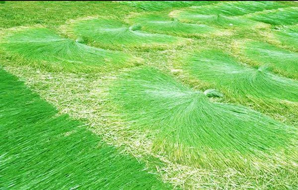 Lạ mà hay: Trồng loài cỏ dại dân ở đây lại khá, giàu-1