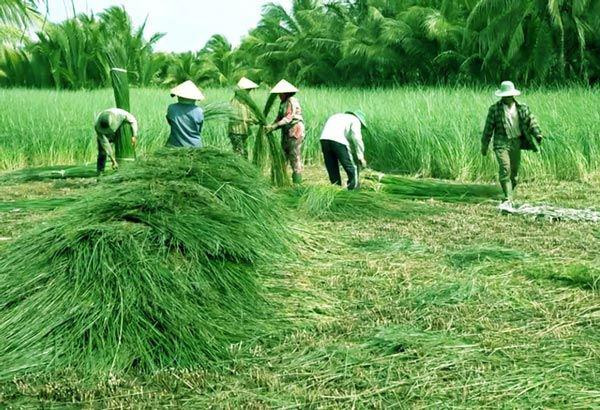 Lạ mà hay: Trồng loài cỏ dại dân ở đây lại khá, giàu-2