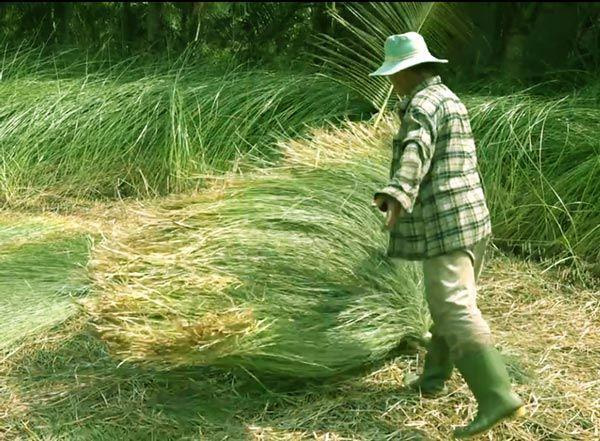 Lạ mà hay: Trồng loài cỏ dại dân ở đây lại khá, giàu-5