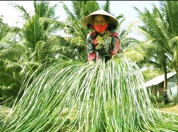 Lạ mà hay: Trồng loài cỏ dại dân ở đây lại khá, giàu-6