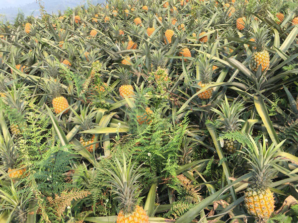 Hàng trăm tấn dứa ở Lào Cai đứng trước nguy cơ vứt cho trâu, bò ăn-1