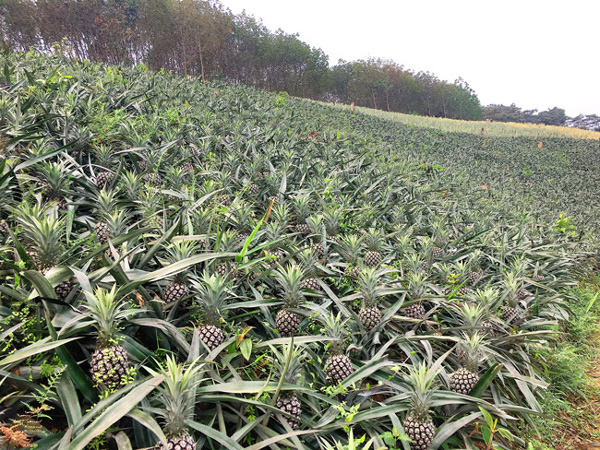 Hàng trăm tấn dứa ở Lào Cai đứng trước nguy cơ vứt cho trâu, bò ăn-3