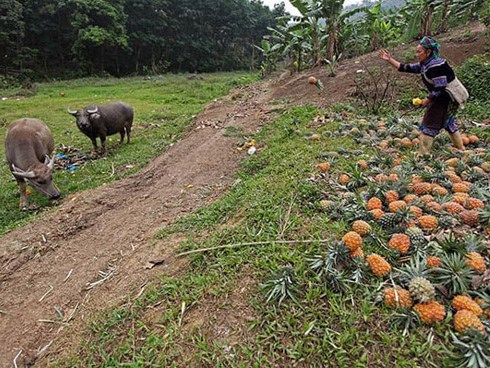 Hàng trăm tấn dứa ở Lào Cai đứng trước nguy cơ vứt cho trâu, bò ăn