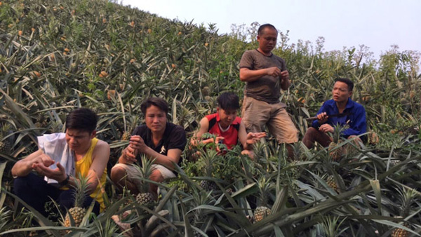 Hàng trăm tấn dứa ở Lào Cai đứng trước nguy cơ vứt cho trâu, bò ăn-4