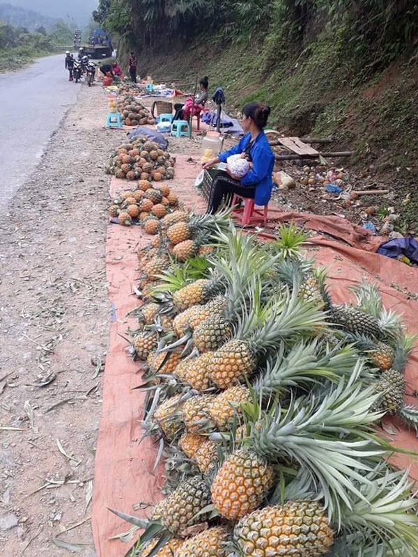 Hàng trăm tấn dứa ở Lào Cai đứng trước nguy cơ vứt cho trâu, bò ăn-5