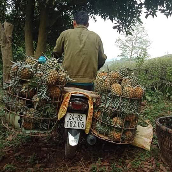 Hàng trăm tấn dứa ở Lào Cai đứng trước nguy cơ vứt cho trâu, bò ăn-6
