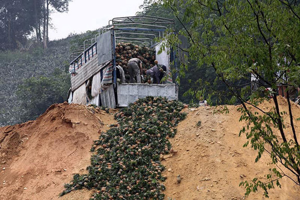Hàng trăm tấn dứa ở Lào Cai đứng trước nguy cơ vứt cho trâu, bò ăn-7
