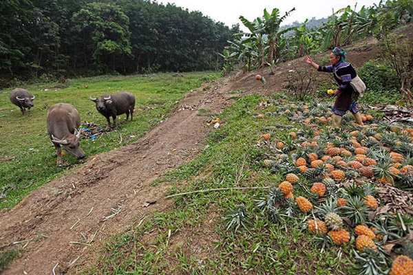 Hàng trăm tấn dứa ở Lào Cai đứng trước nguy cơ vứt cho trâu, bò ăn-8