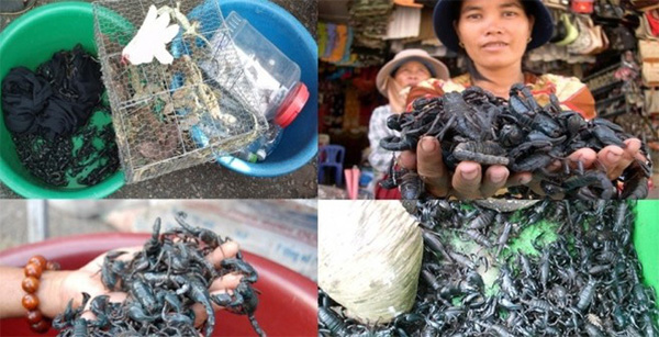 Thực hư thông tin đặc sản bọ cạp đen chữa được bệnh ung thư-1