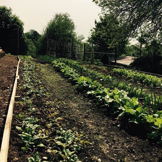 Bỏ hào quang sang Mỹ, Hoa hậu Ngọc Khánh viên mãn sống đời giản dị, trồng nho phụ chồng-7